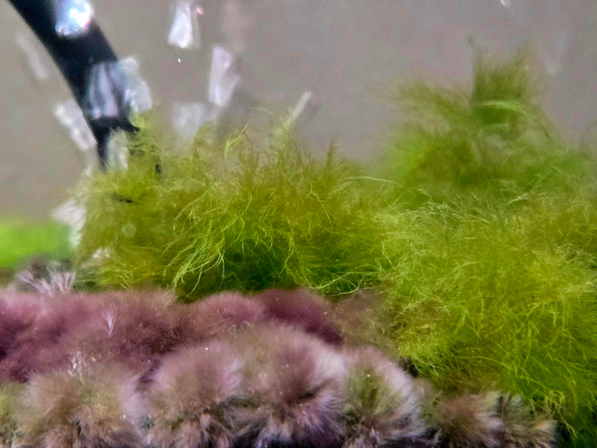 Coarse branching algae growing in dense green tufts in an aquarium