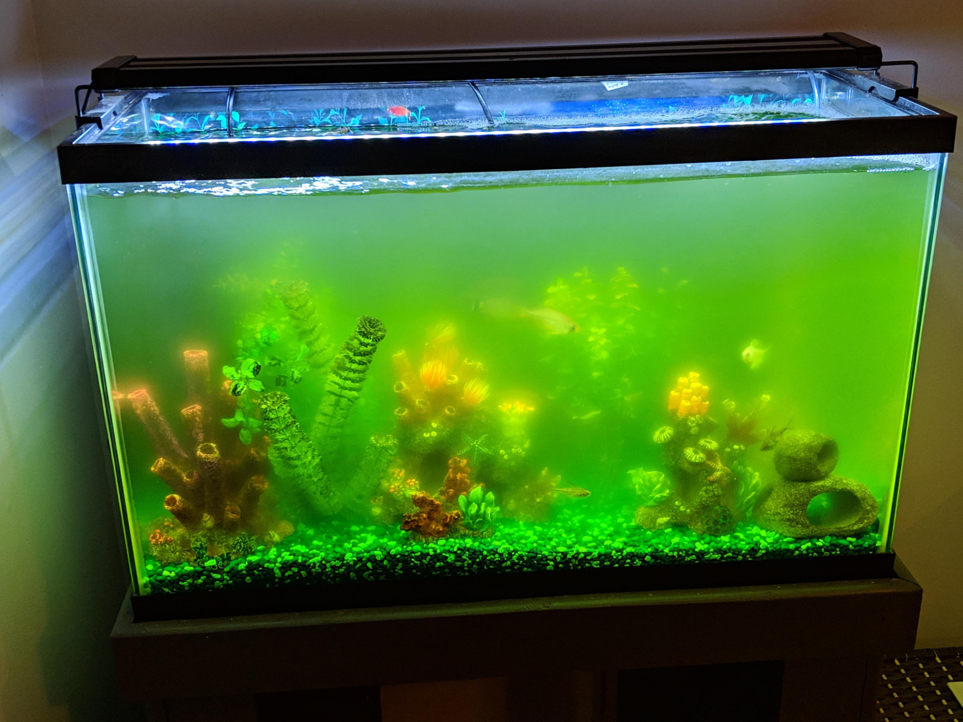 Aquarium water turned opaque pea-green by a free-floating algae bloom