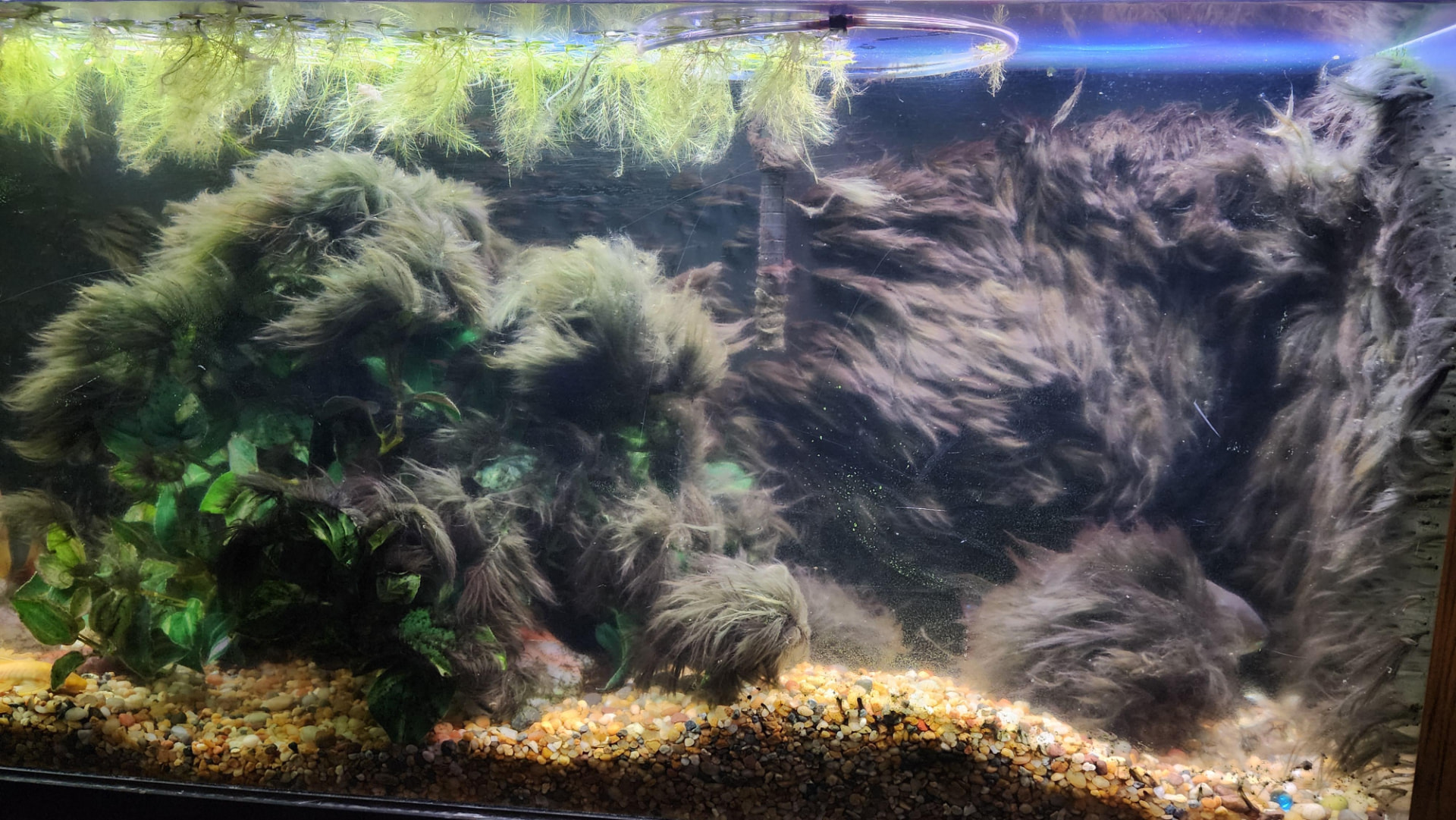 Heavy black beard algae growth covering plants and decor in an aquarium