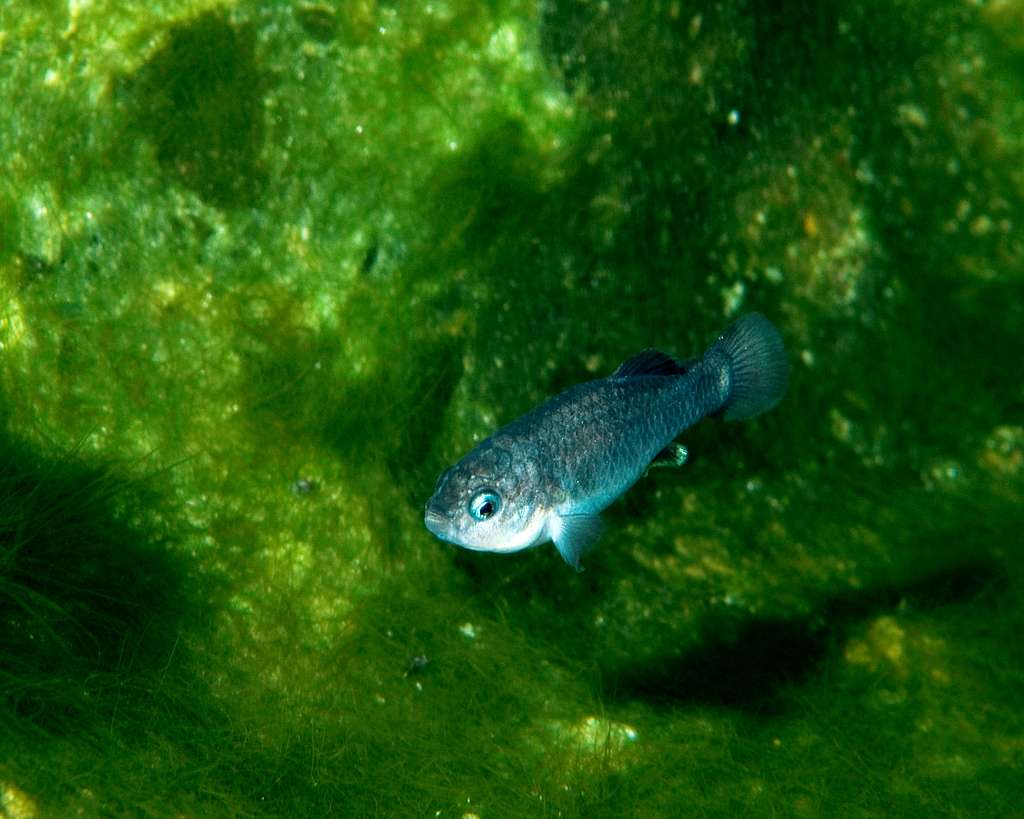 Green algae coating the glass and hardscape of an aquarium with a small fish swimming in front
