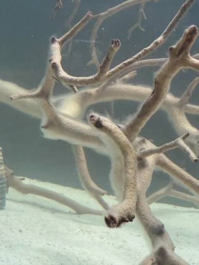 White cottony biofilm growing on driftwood branches in an aquarium