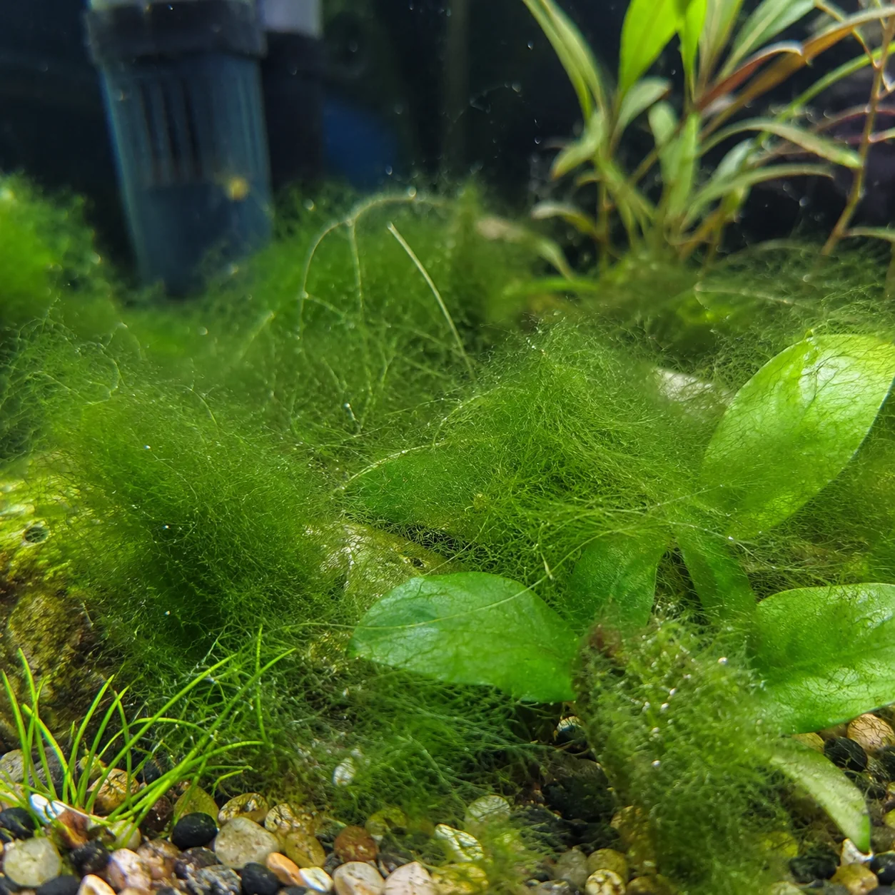 Soft green hair algae covering substrate and plant leaves