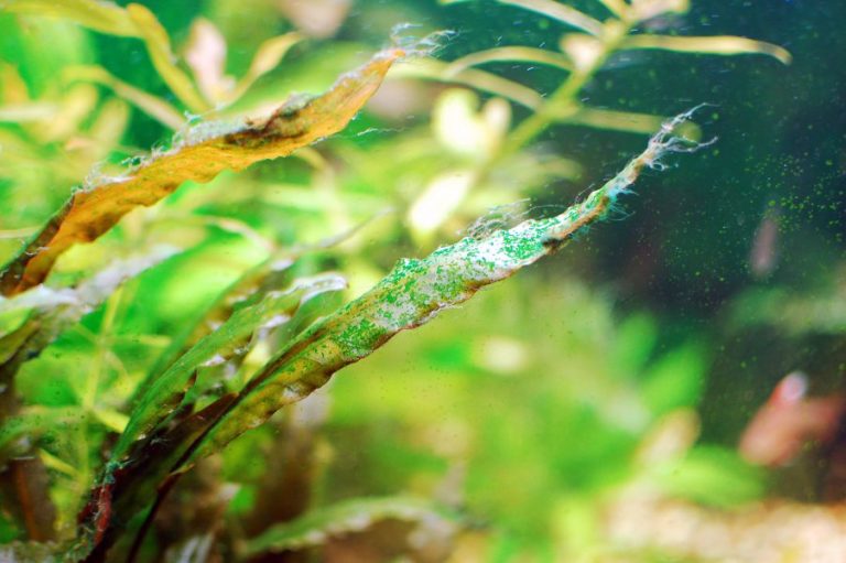 Blue-green cyanobacteria slime coating an aquarium plant leaf