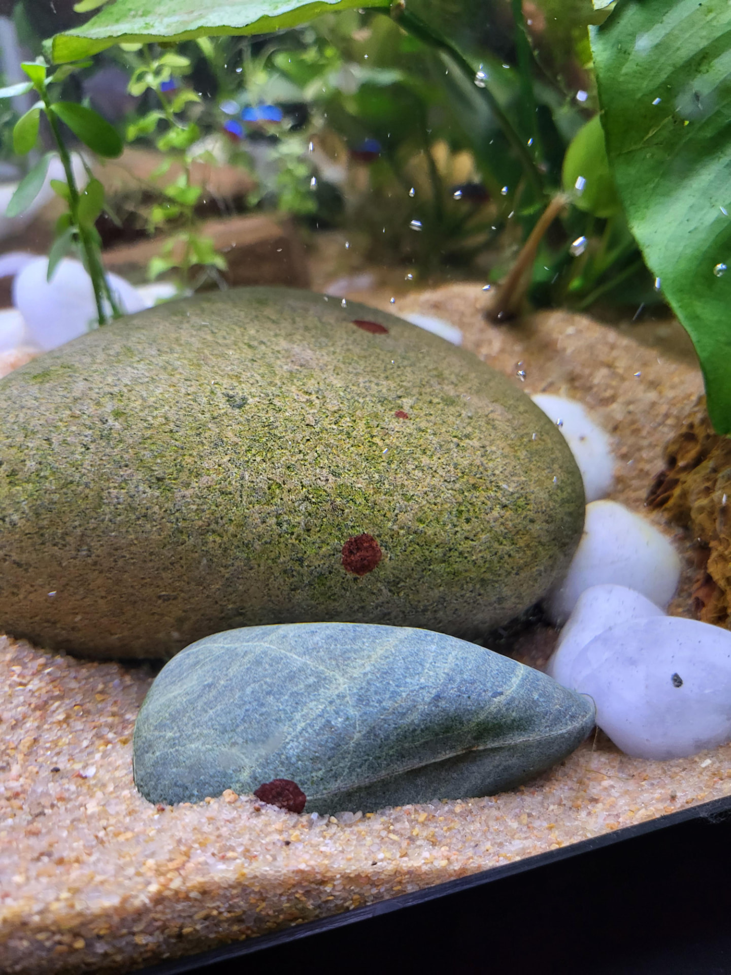 Small dark red algae spots on smooth aquarium stones