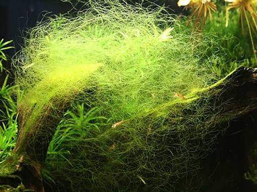 Long green thread algae strands draped over driftwood and plants