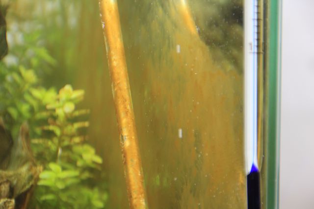 Brown diatom film coating aquarium glass and a plant stem in a young tank