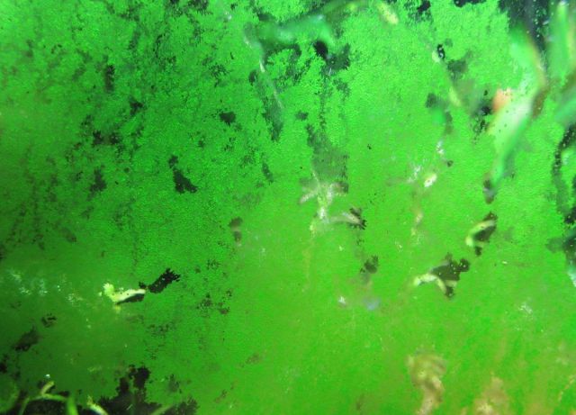 Fine green dust algae film coating aquarium glass