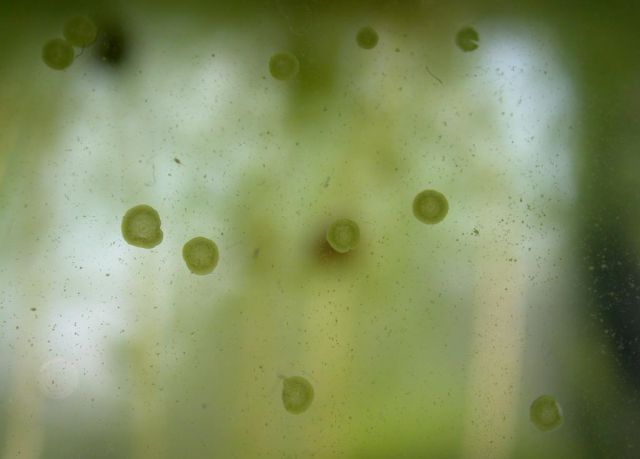 Hard green spot algae dots on aquarium glass