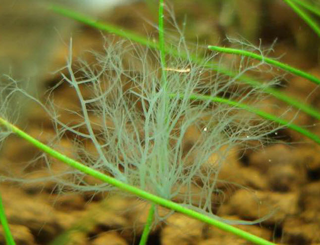 Grey-green staghorn algae branching from a plant leaf