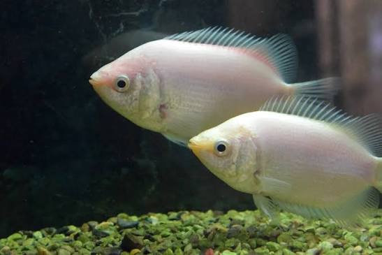 Kissing Gourami Tank Mates: What Can Live With a Kissing Gourami?