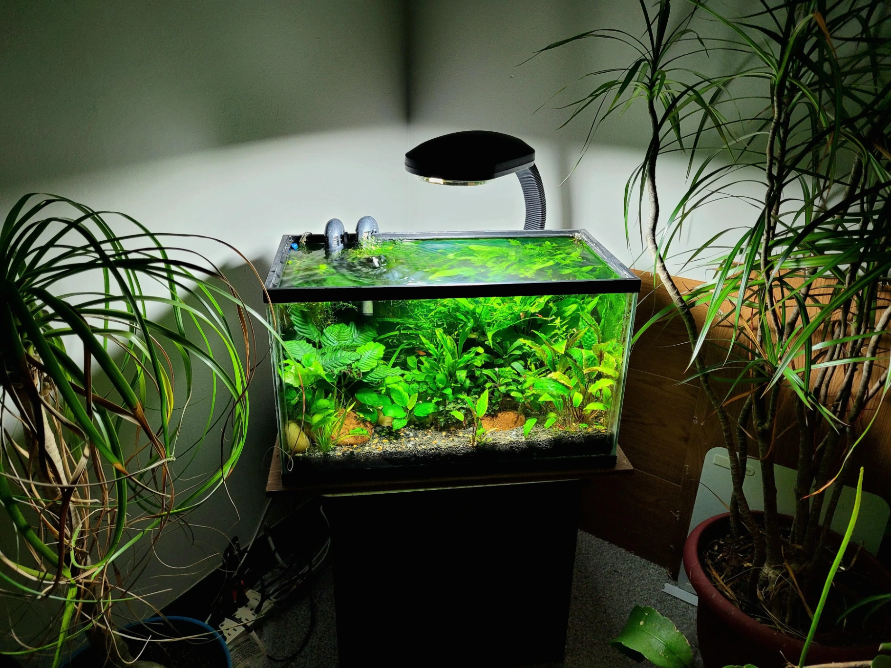 Best Fish for a 10 Gallon Tank