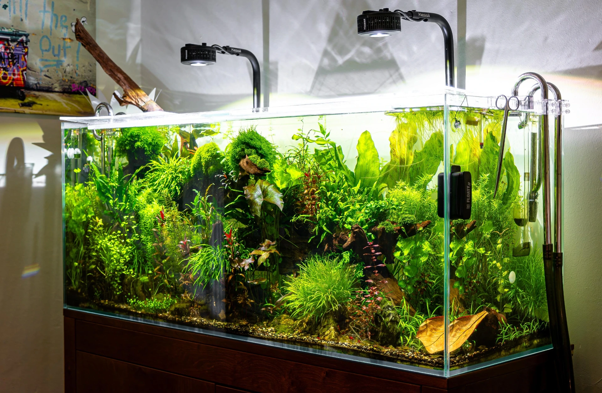 Best Fish for a 100 Gallon Tank