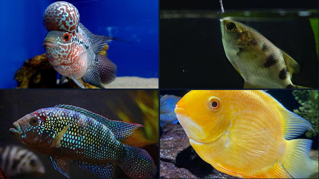 Best Fish for a 120 Gallon Tank