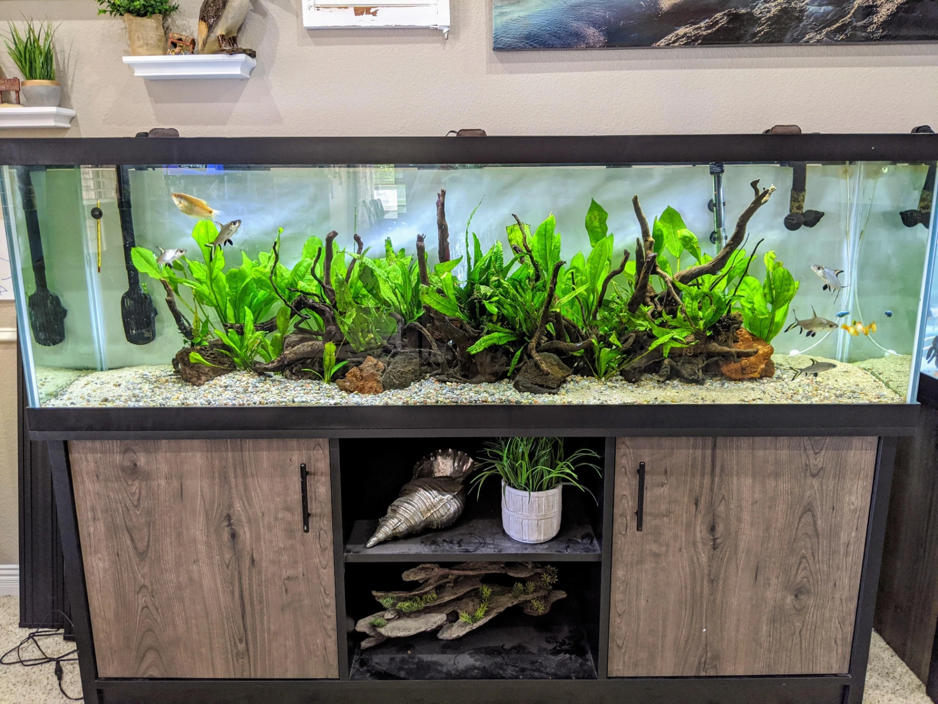 Best Fish for a 125 Gallon Tank