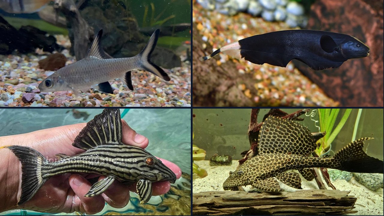 Best Fish for a 150 Gallon Tank