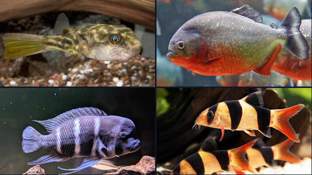 Best Fish for a 180 Gallon Tank