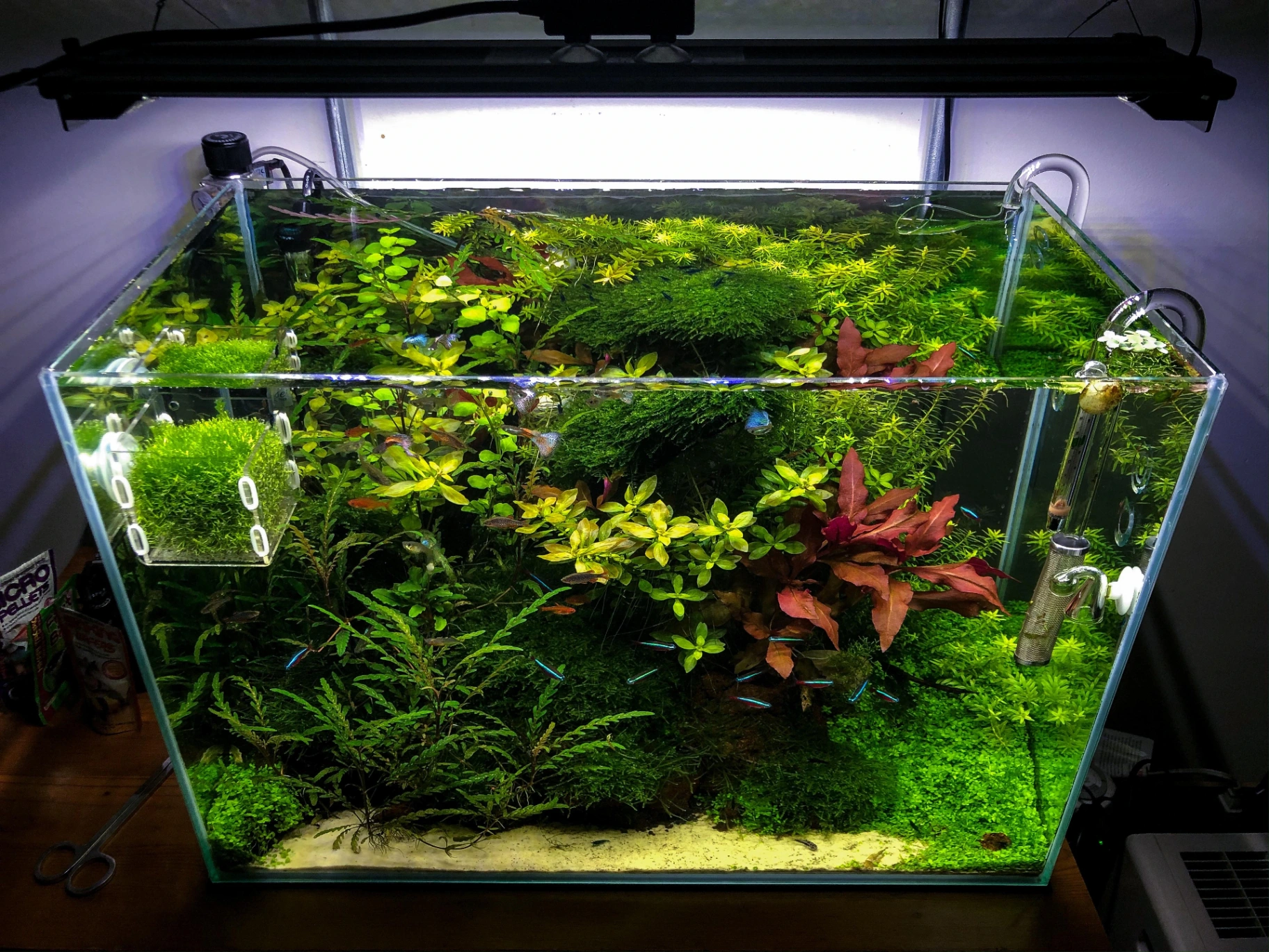 Best Fish for a 20 Gallon Tank