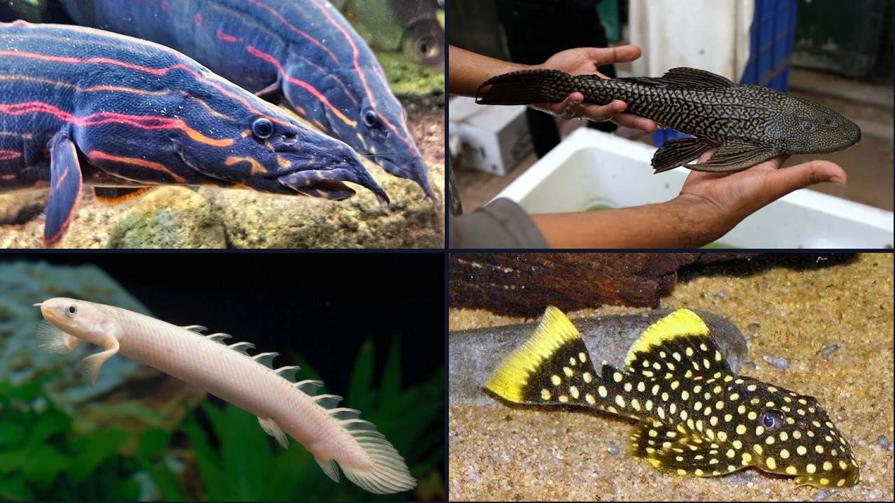 Best Fish for a 200 Gallon Tank