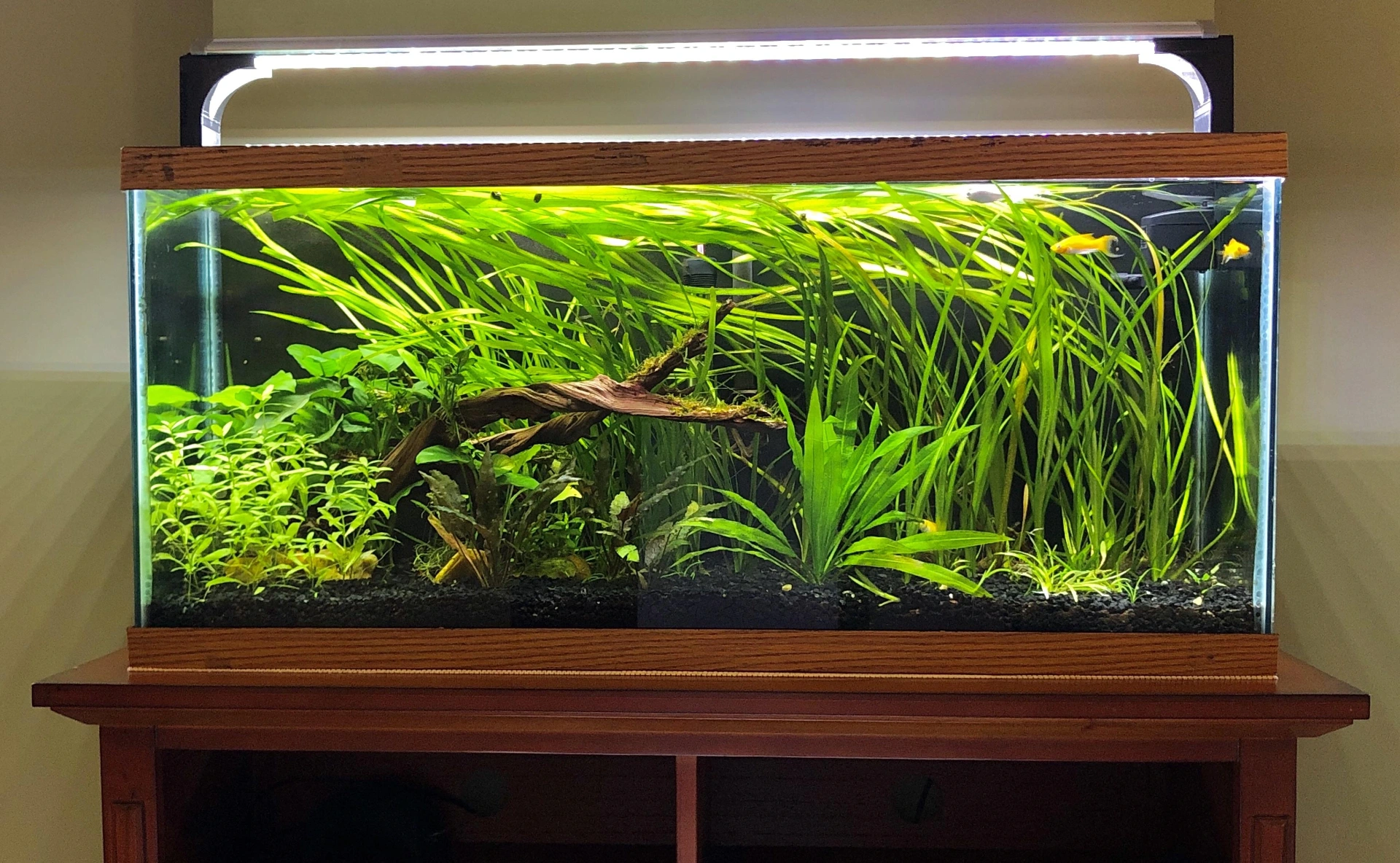 Best Fish for a 30 Gallon Tank