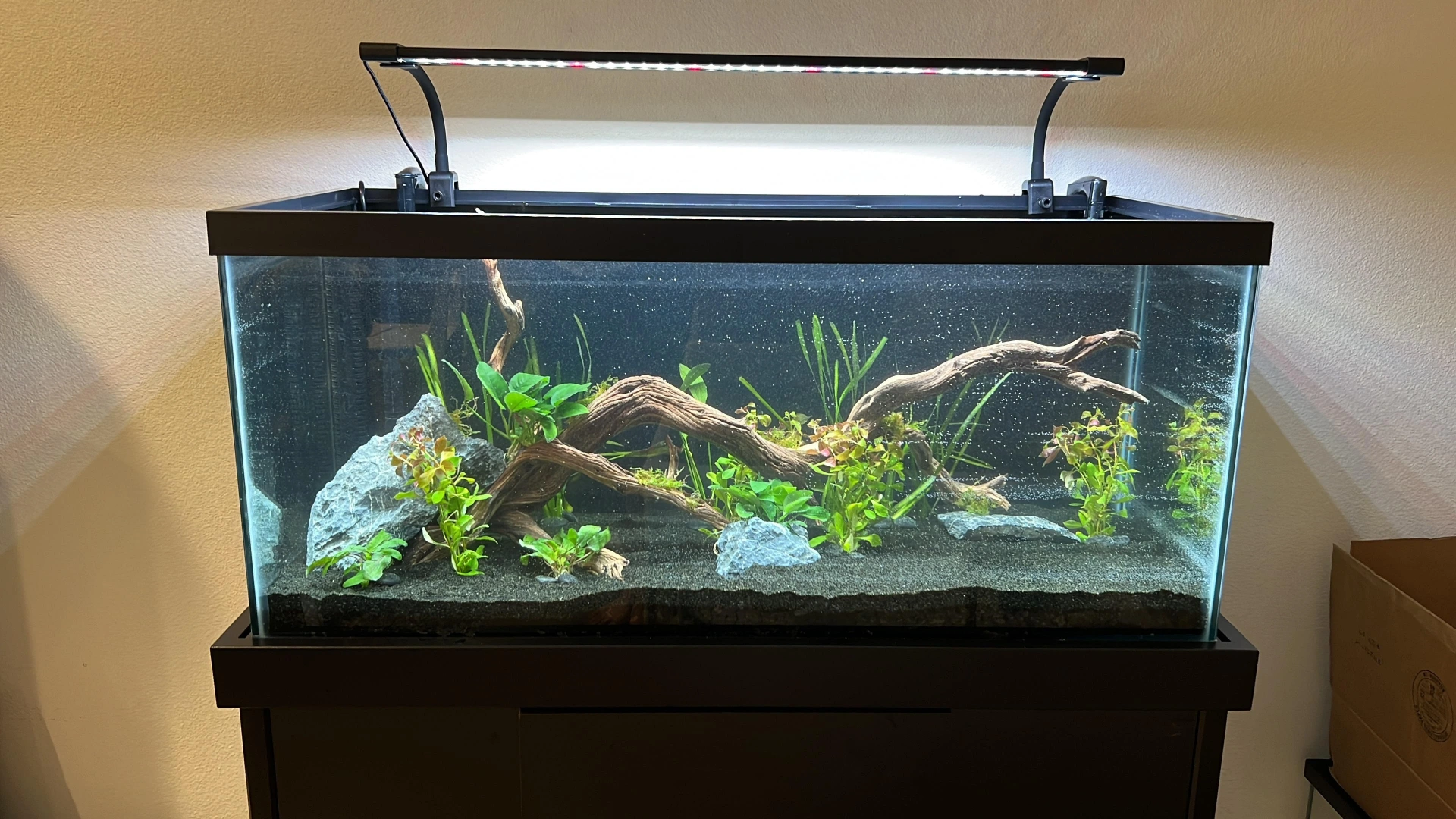 Best Fish for a 40 Gallon Tank