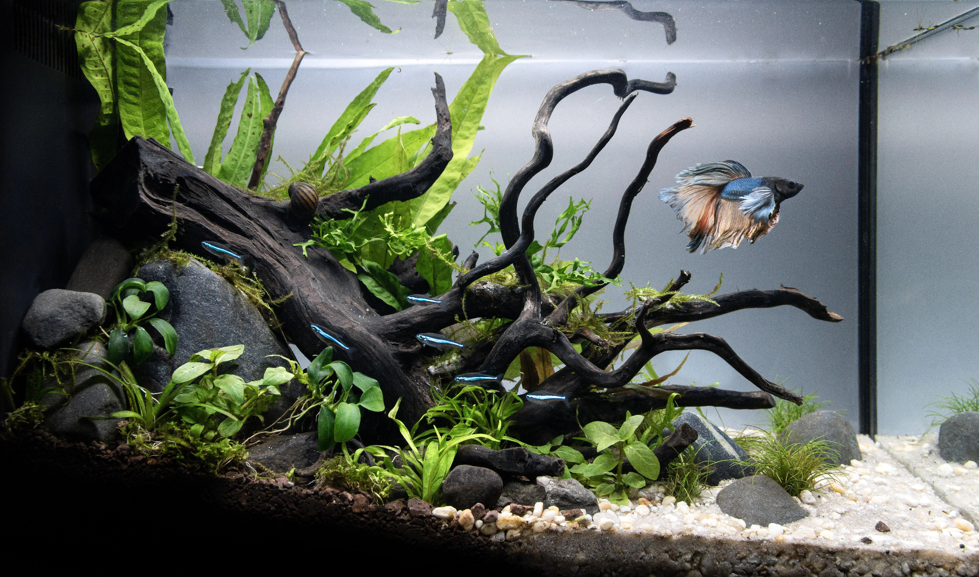 Best Fish for a 5 Gallon Tank
