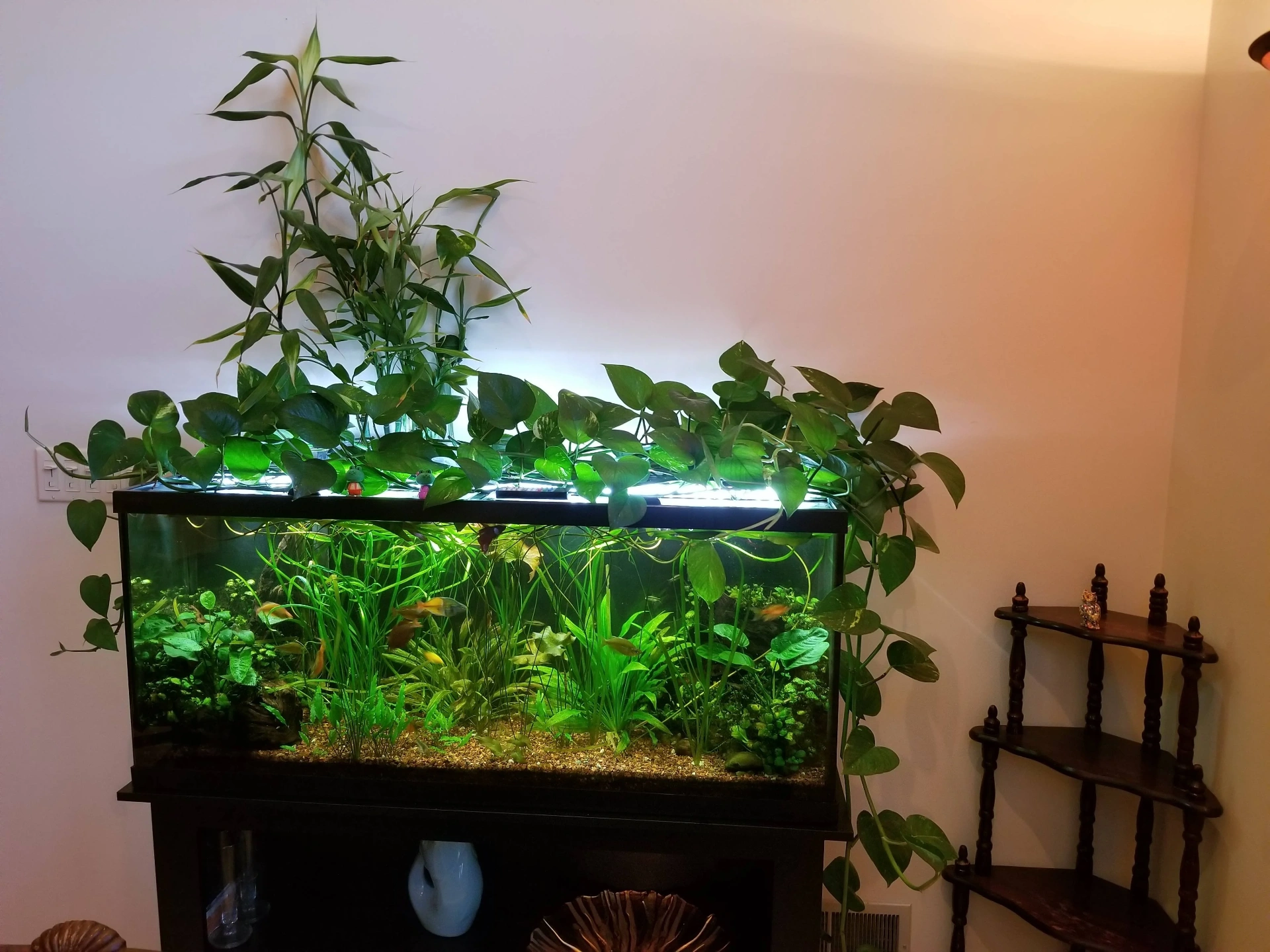Best Fish for a 55 Gallon Tank