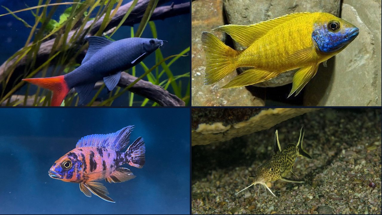 Best Fish for a 65 Gallon Tank