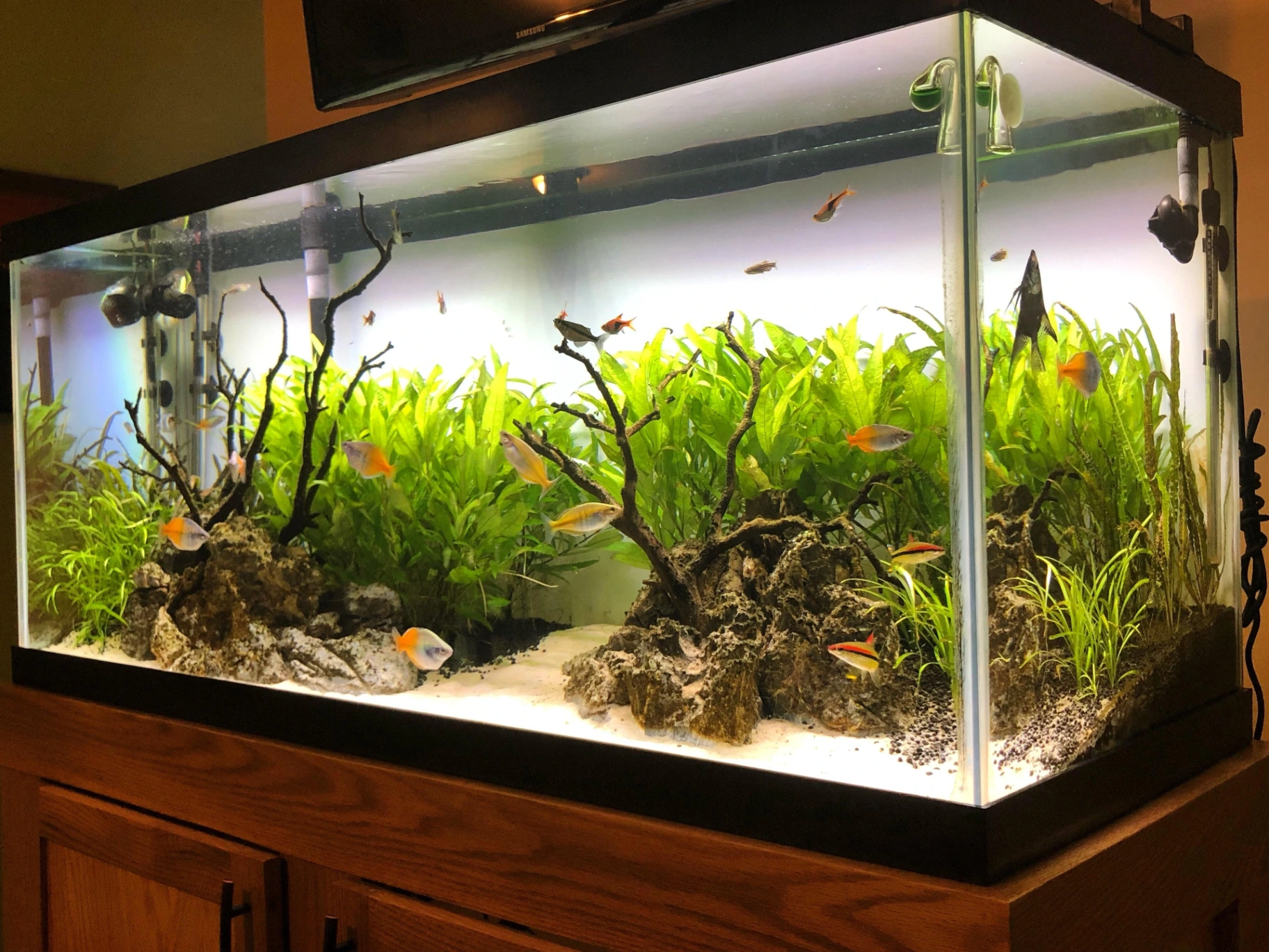 Best Fish for a 75 Gallon Tank