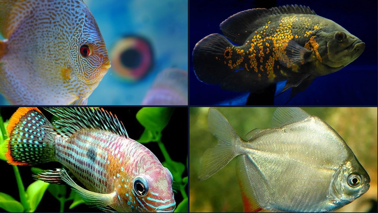 Best Fish for a 90 Gallon Tank
