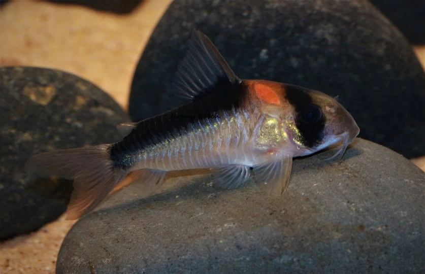 Adolfo's corydora looking for food at the bottom of an aquarium