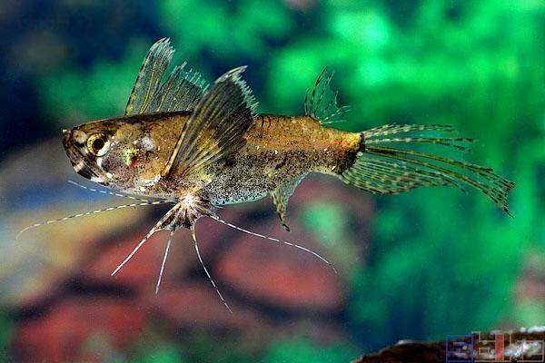 African butterfly fish swimming in an aquarium
