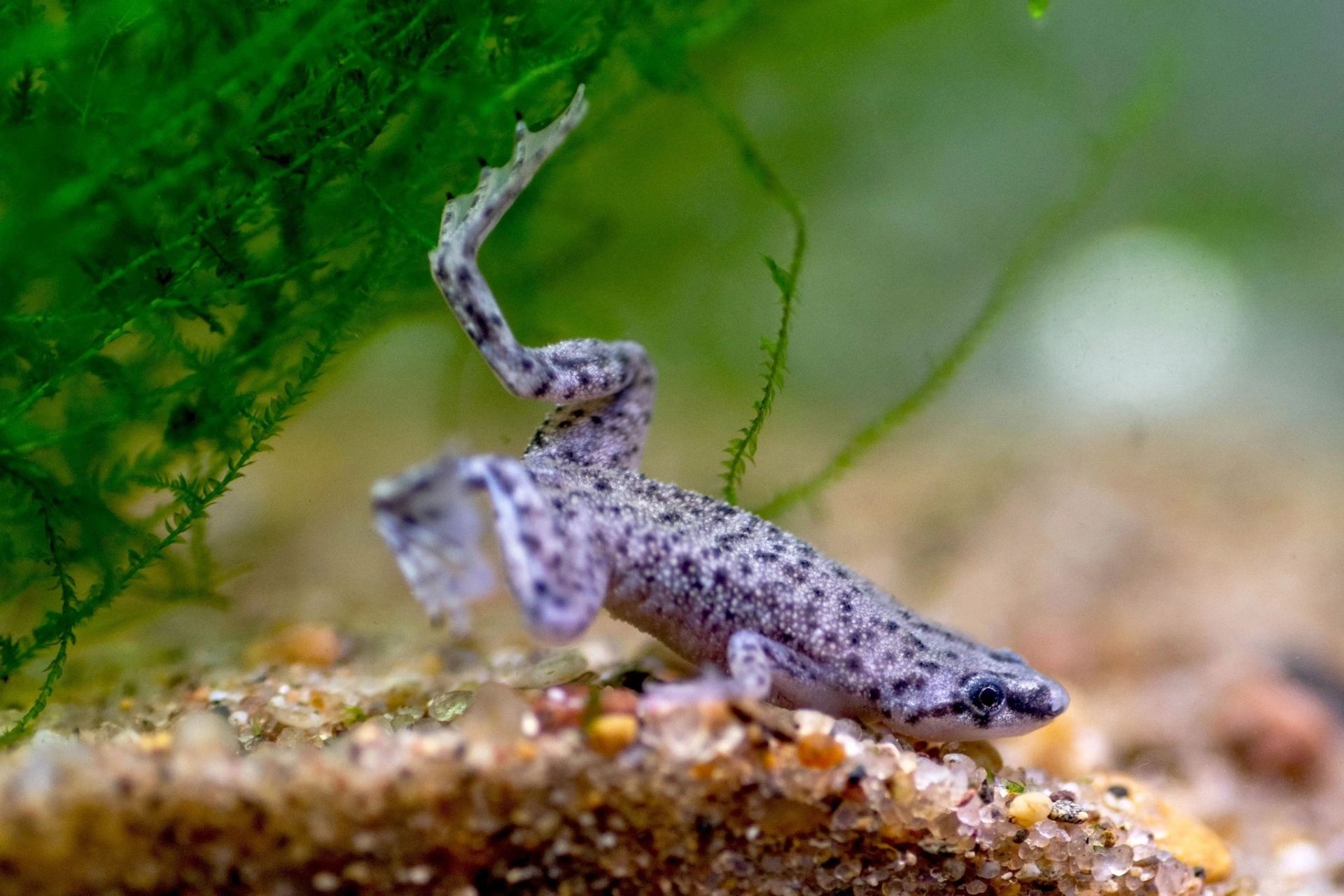 Grey African dwarf frog swimming at the bottom of an aquarium