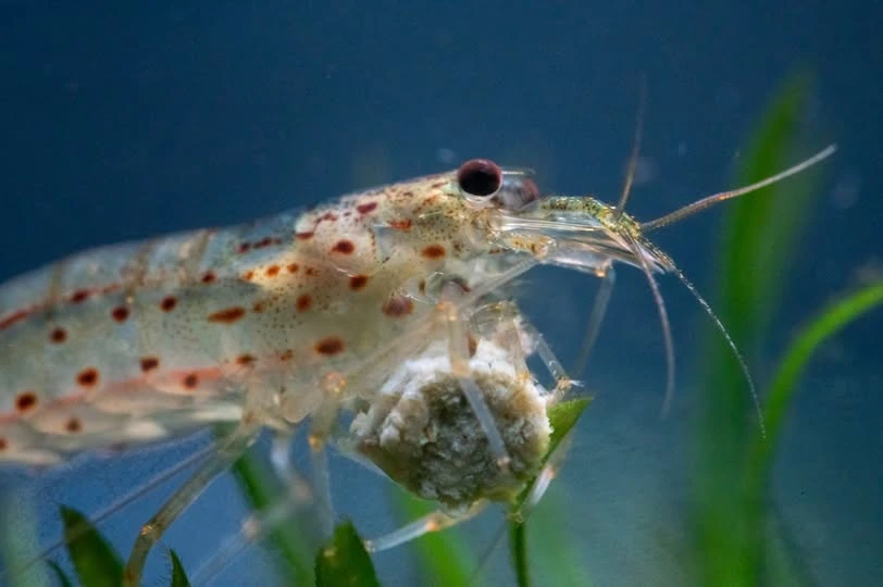 Amano shrimp eating a piece of algae wafer at the bottom of an aquarium