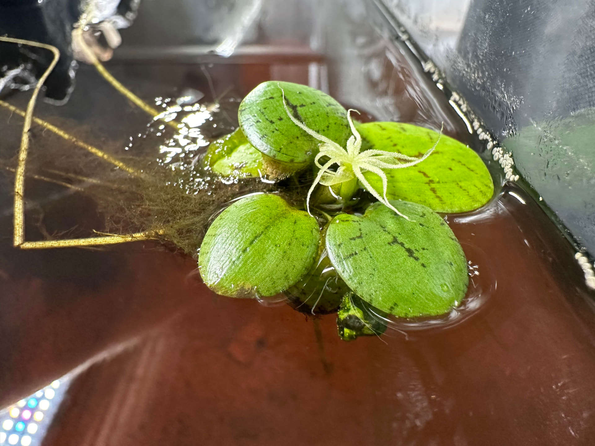 Amazon frogbit (Limnobium laevigatum) floating at the surface with round green leaves and long white roots trailing into the water
