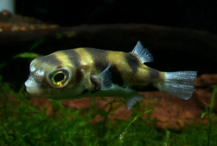 Amazon puffer swimming near aquarium moss and driftwood