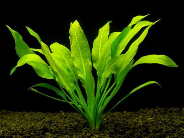 Amazon sword (Echinodorus grisebachii) growing submersed as a large rosette of long, narrow green leaves rooted in aquarium substrate