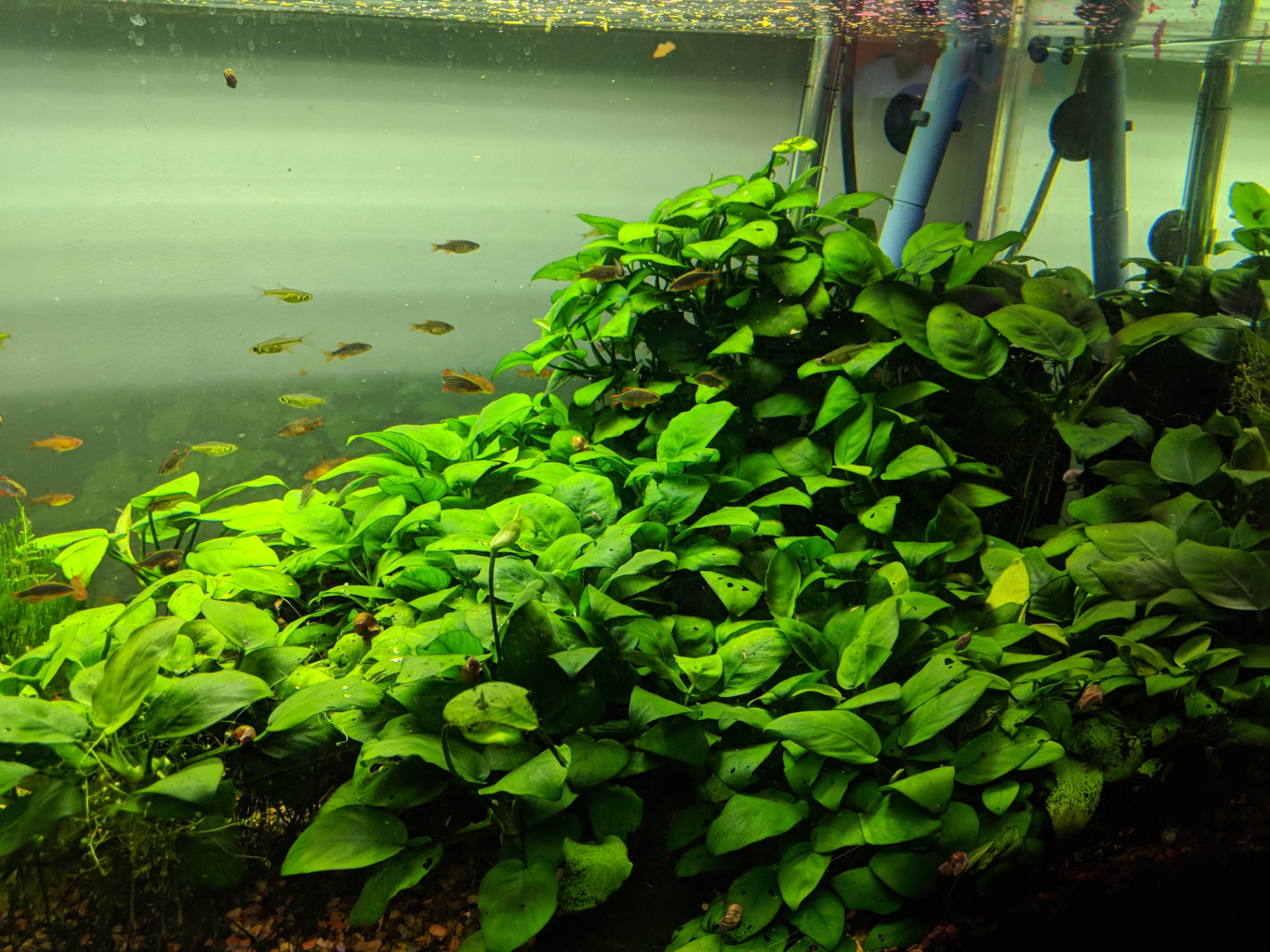 Anubias barteri with thick, dark green oval leaves growing from a rhizome attached to driftwood in an aquarium