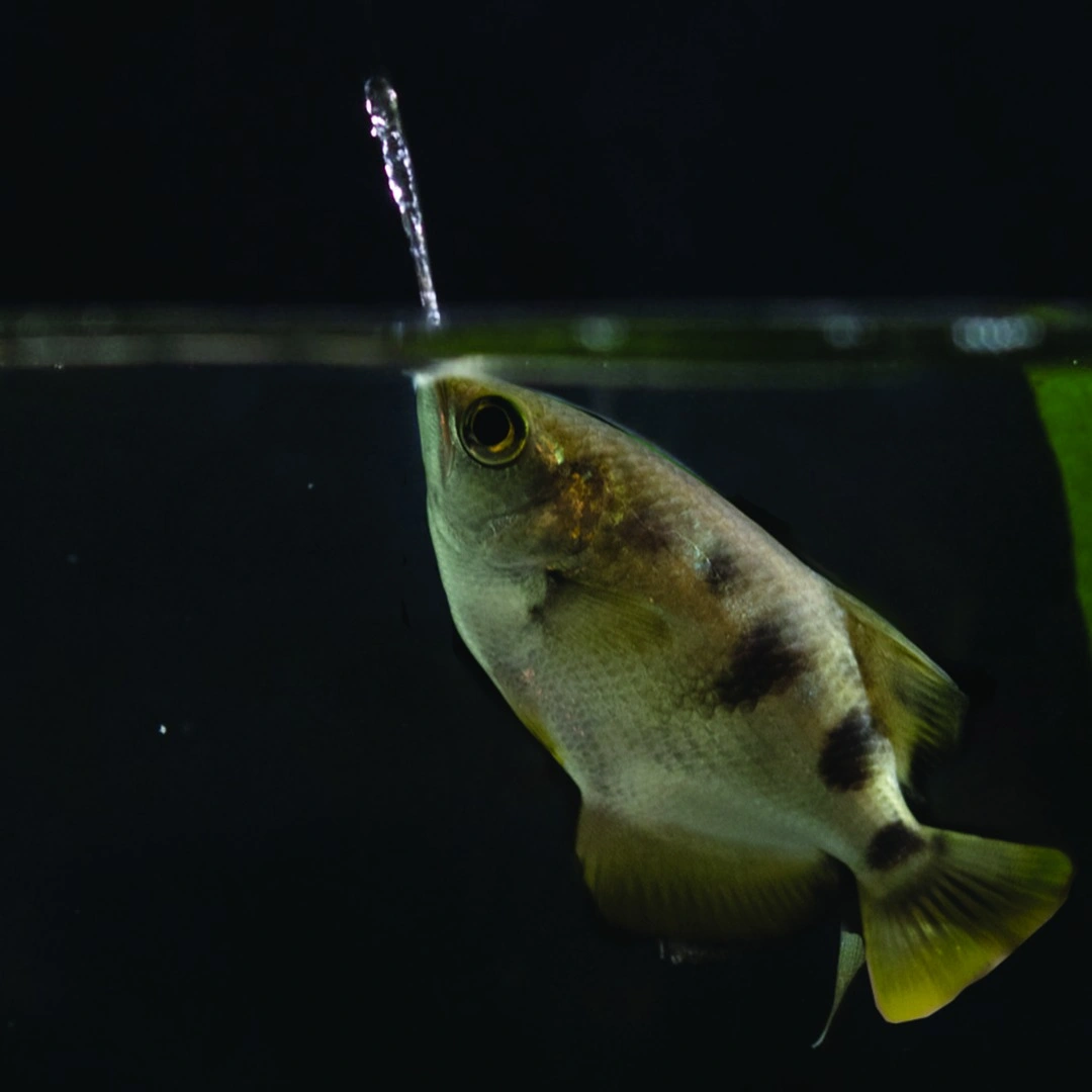 Archer fish at the very top of an aquarium spitting water