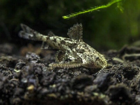 Asian stone catfish laying at the bottom of an aquarium