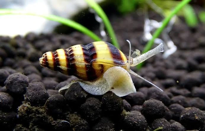 An assassin snail slowly moving at the bottom of an aquarium