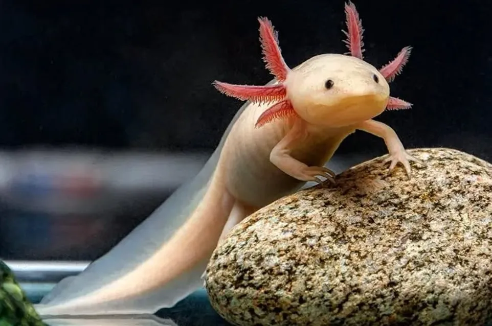 White axolotl standing on a rock in an aquarium