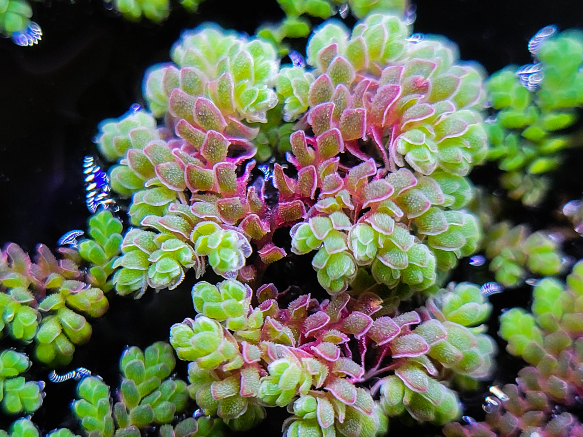 Azolla (Azolla filiculoides) forming a dense mat of tiny overlapping fronds on the water surface, flushed red at the edges