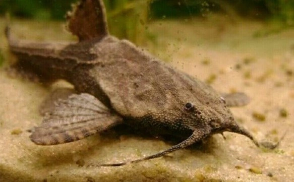 Banjo catfish laying on sand in an aquarium
