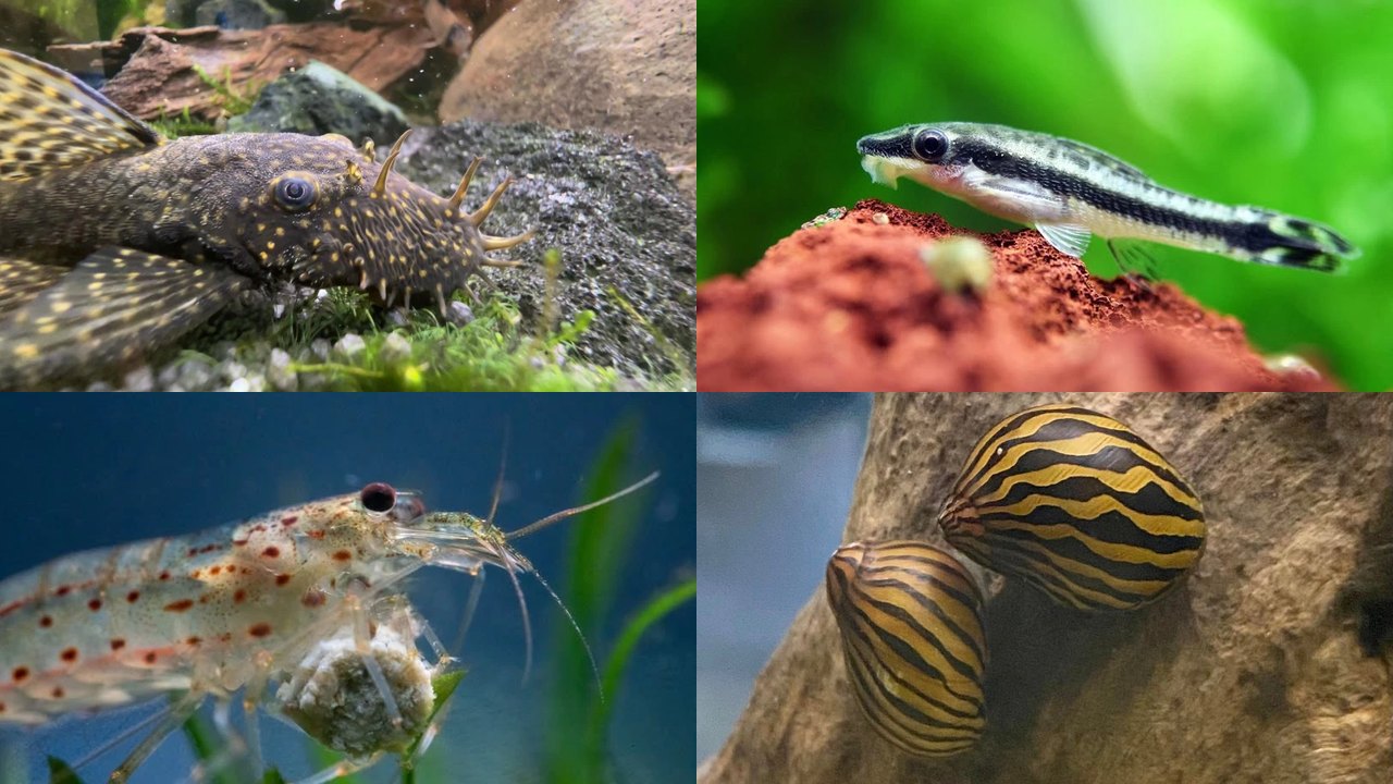 Best Algae Eaters: 10 Species That Actually Work