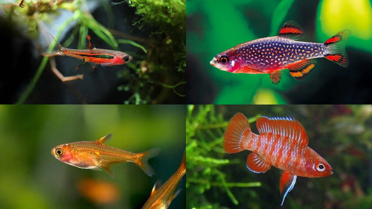 Best Nano Fish: 15 Species for Small Tanks