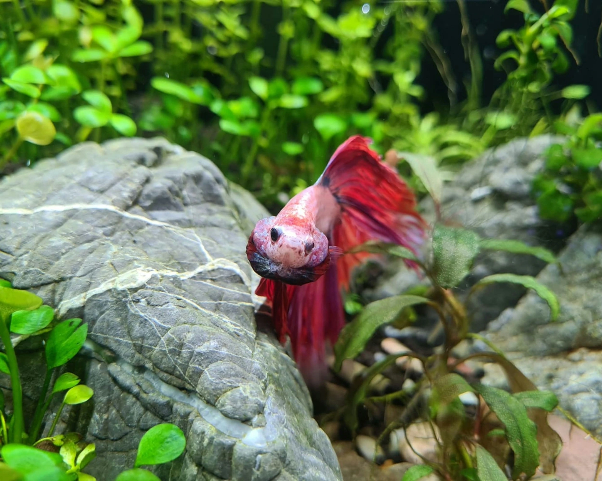 Red betta fish swimming in an aquarium