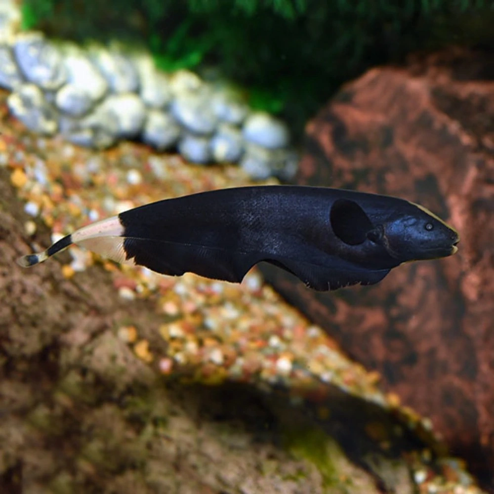 Black ghost knifefish swimming near aquarium rocks and driftwood