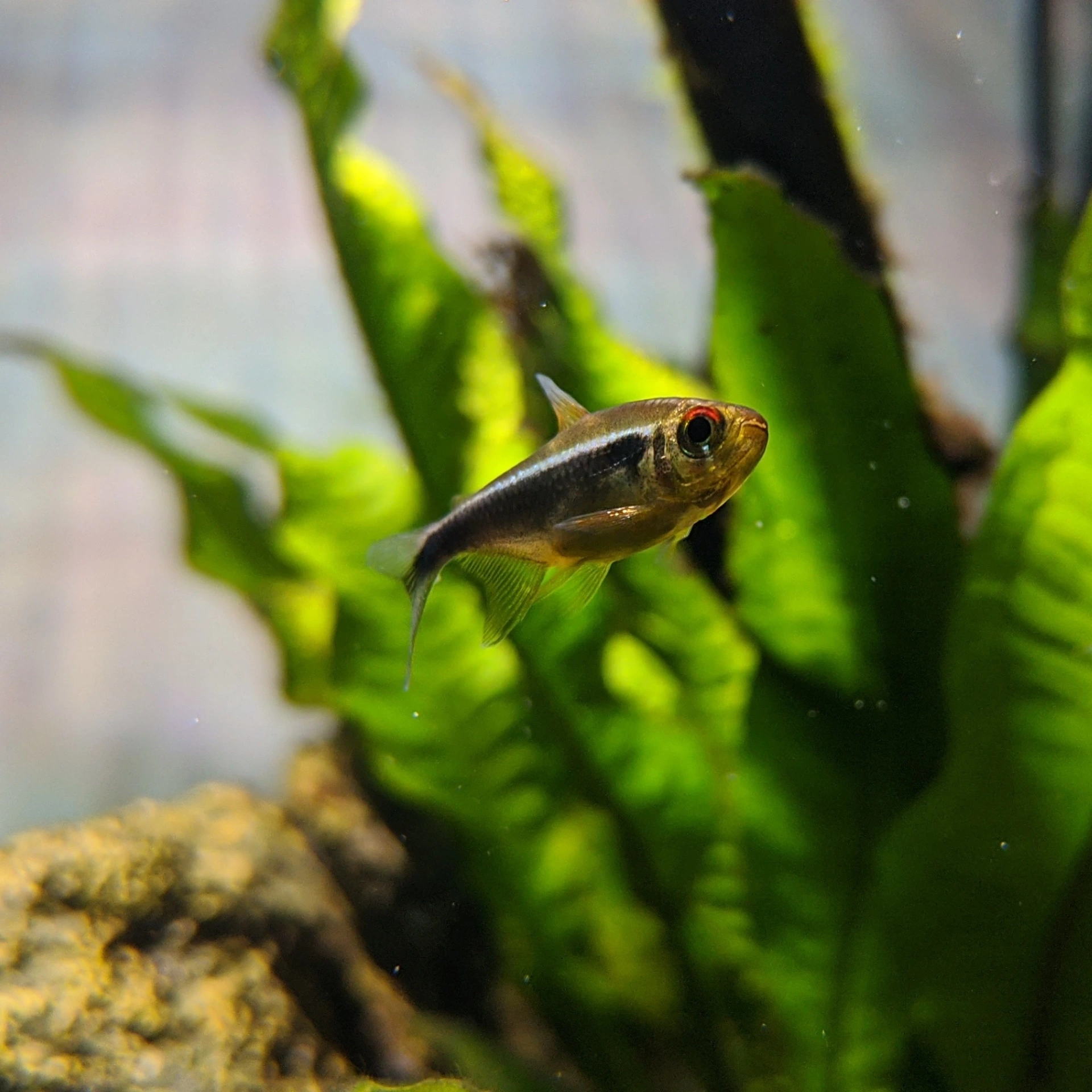 A single black neon tetra swimming in the middle of an aquarium