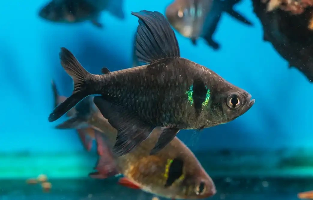 A group of black skirt tetras swimming in an aquarium