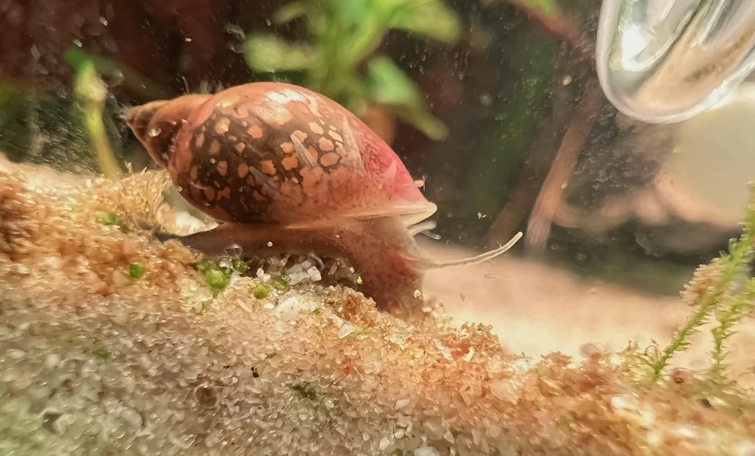 Common bladder snail on white sand in a fish tank